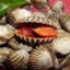 PenjilatKerang