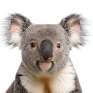mrkoalaeucalyptus001 avatar