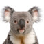 mrkoalaeucalyptus001