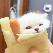 济南最后的深情