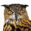 Bubo bubo