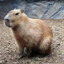 capybara105