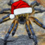 Festive Spooder