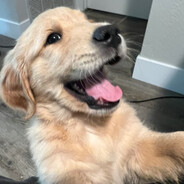Big Doge