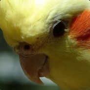 Skrimskraw