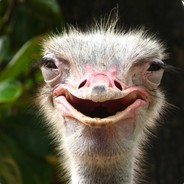 MY ONE EYED OSTRICH