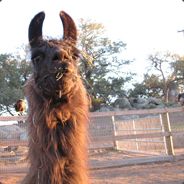 saimin and shoyu - steam id 76561197961405214