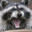 DANGER RACOON