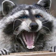 DANGER RACOON
