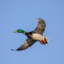 TheMightyDuck