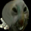 11yo talent DRUID