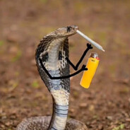 Selangkangan Cobra