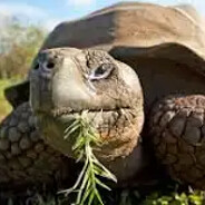 galapagos tortoise