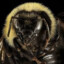 BOMBUS