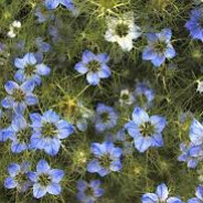 Nie jestem kasti, jestem królik