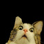 `Gizmo