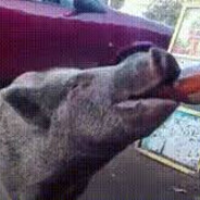 п'яне порося