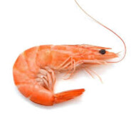 ⌖креветка⌖