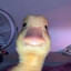 Fxnessed_Duck