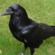 The01Raven