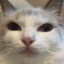 MEOWBB