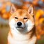 SHIBA