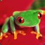 whatrfrogs