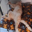 el gato gordito