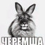 Черемша