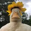 goosey