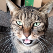 你别动，我打不到⚡⚡