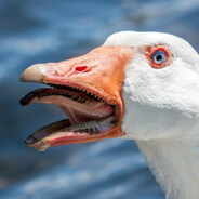 mad-goose