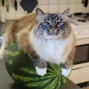 КОТ НА АРБУЗЕ