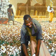 简易棉花收割机