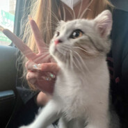 韓国のスティック