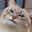 blini cat Steam avatar