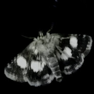 moth