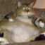 fat cat