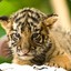 A Tiger Cub