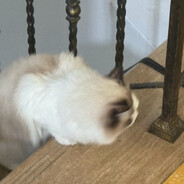 你好请喝冰淇淋红茶