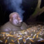 cigarette bogswamp monster