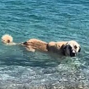 KANGAL - steam id 76561198234933528