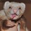 Pondus th Ferret King