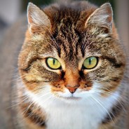 Я КИБЕР  КОТИК)