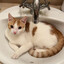 MEOWTH PEEK