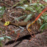 Epidexipteryx