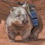 The Combat Wombat