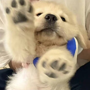 羊驼