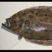 ПониСтрапони