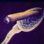 sperm king